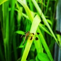srilankan Dragonfly resting on green leaf Royalty Free Stock Photo