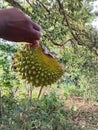 Srilankan duriyan fruit in hand Royalty Free Stock Photo