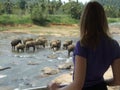 Srilankan elephants bath and parade Royalty Free Stock Photo