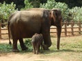 Srilankan elephants bath and parade Royalty Free Stock Photo