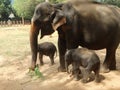 Srilankan elephants bath and parade Royalty Free Stock Photo