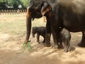 Srilankan elephants bath and parade Royalty Free Stock Photo