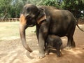 Srilankan elephants bath and parade Royalty Free Stock Photo