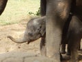 Srilankan elephants bath and parade