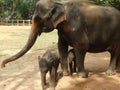 Srilankan elephants bath and parade Royalty Free Stock Photo