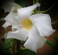 this is srilankan flower