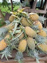 Srilankan fruit pineapple Royalty Free Stock Photo