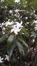 Srilankan garden`s beautiful Idda Flower