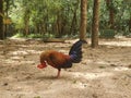 The srilankan junglefowl