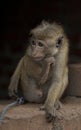 SriLankan Monkey in cage wild monkey sad face ape zoo Royalty Free Stock Photo