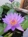 Srilankan natural nil manel flowers
