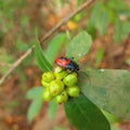 Srilankan red lady bird insect Royalty Free Stock Photo