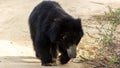 Srilankan sloth bear! Royalty Free Stock Photo