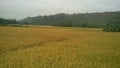 SriLankan village yellow colour Paddy Field Royalty Free Stock Photo