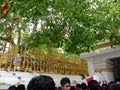 Srimaha bodhiya - anuradhapura - sri lanka