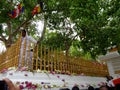 Srimaha bodhiya - anuradhapura - sri lanka