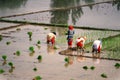 Srinagar / India, 8.6.2018 - Workers are planting rice seedlings. Traditionally planted. Royalty Free Stock Photo