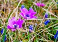 Sring nature background with wild flowers Royalty Free Stock Photo