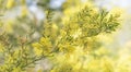 Sring time in Australia with wattle flowers