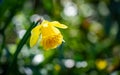 daffodils at Penrhos Nature reserev, Anglesey, North Wales, UK