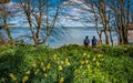 daffodils at Penrhos Nature reserev, Anglesey, North Wales, UK