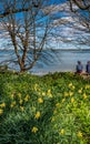 daffodils at Penrhos Nature reserev, Anglesey, North Wales, UK