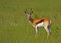 Springbuck Royalty Free Stock Photo