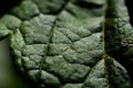Srtucture of green leaf closeup macro photo Royalty Free Stock Photo