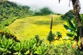 SScenic view of a swamp at Mount Gahinga in the Mgahinga Gorilla National Park, Uganda