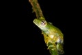 Sschatamia albomaculata rainforest jungle glassfrog Royalty Free Stock Photo