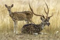 SSpotted Deer Chital Deer with Antlers	 in Angry Mood Male Sitting and Female Standing on a grassland in Morning Golden Light Royalty Free Stock Photo
