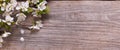 SSpring Flowers on background of old vintage blue board Royalty Free Stock Photo