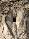 Square hollow or hole in a tree trunk at the place where a branch had been broken long time ago Royalty Free Stock Photo