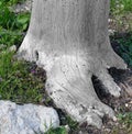 Sstump of a tree, eaten by woodworm beetles Royalty Free Stock Photo