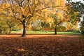 St Albans Cathedral Royalty Free Stock Photo