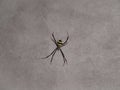 St Andrew's cross spider (Argiope keyserlingi) on white grunge wall background Royalty Free Stock Photo
