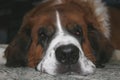 St Bernard