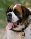 St. Bernard