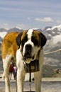 St. Bernard