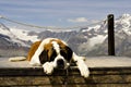 St. Bernard