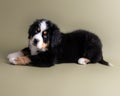 My best big friend Bernese Mountain Dog Royalty Free Stock Photo