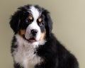 My best big friend Bernese Mountain Dog