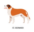 St Bernard. Cute lovely large mountain rescue dog isolated on white background. Adorable funny purebred domestic animal