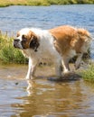St. Bernard dog Royalty Free Stock Photo