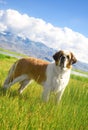 St. Bernard dog Royalty Free Stock Photo