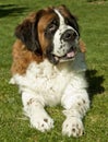 St. Bernard dog