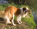 St. Bernard dog Royalty Free Stock Photo