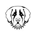 St. Bernard dog icon. Royalty Free Stock Photo