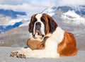 St. Bernard Dog