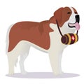 St Bernard dog lifesaver Royalty Free Stock Photo